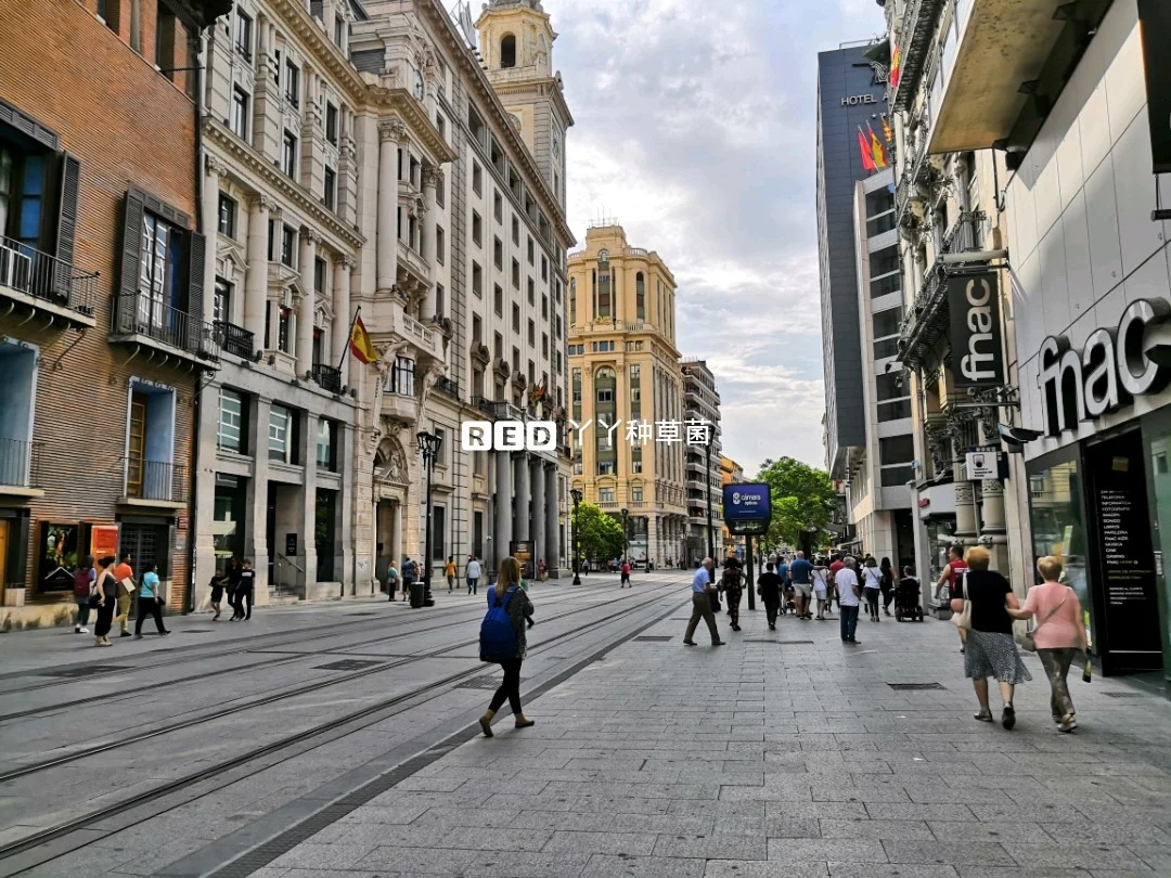 关于萨拉戈萨客场逼平对手,剧情反转惊喜发生的信息 关于萨拉戈萨客场逼平对手,剧情反转惊喜发生的信息